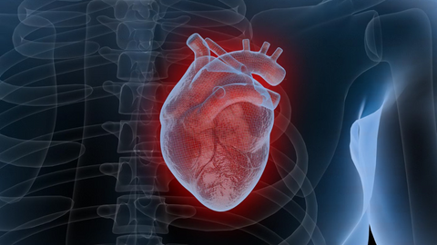 Heart & Circulation Health