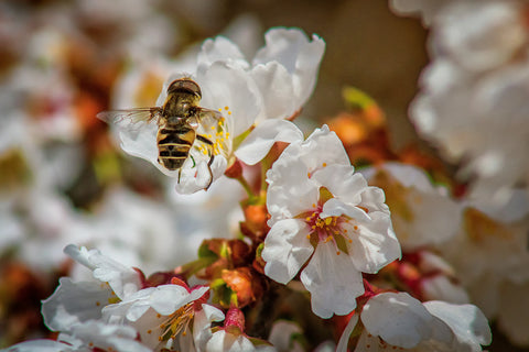 TranzAlpine Honey