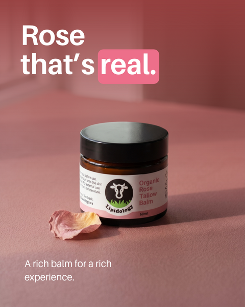Rose Tallow Balm — Anti-Aging, Ultra Moisturizing | Lipidology Tallow Cream Lipidology
